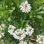 Iberis semperflorens Çiçek