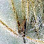 Cryptantha crinita Fruit