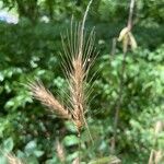 Elymus virginicus Leaf