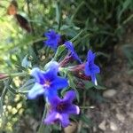 Buglossoides purpurocaerulea花