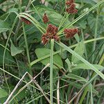 Cyperus ligularis Owoc