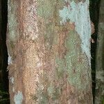 Platymiscium trinitatis 樹皮