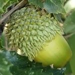 Quercus trojana Fruit