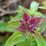 Ocimum kilimandscharicum Flower
