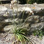 Nothoscordum borbonicum Habit