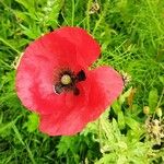 Papaver rhoeas Flower