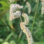 Persicaria lapathifoliaKwiat