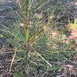 Pinus taeda Blad