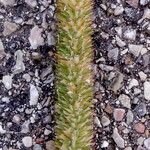 Phleum pratense 花