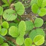 Rubus ellipticus Leaf