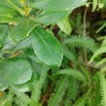 Baccharis halimifolia Leaf