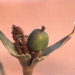 Euphorbia retusa Other