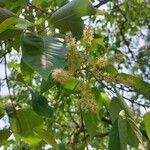 Terminalia chebula Flor