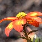 Bidens triplinervia Blomma