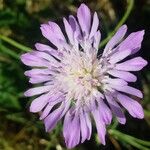 Knautia integrifolia Fula
