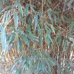 Phyllostachys aurea Hábito