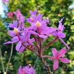 Epidendrum secundum Fleur