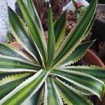 Agave lophantha Листок