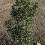 Xylococcus bicolor Yeri