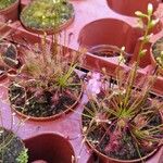 Drosera intermedia Lapas