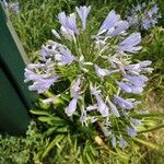 Agapanthus africanusŽiedas