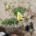 Oenothera drummondii Kvet