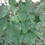 Syringa reticulata Leaf