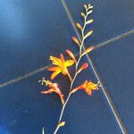 Crocosmia × crocosmiiflora Virág