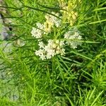 Asclepias verticillata Blomst