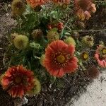 Gaillardia pulchellaFlower