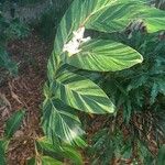 Alpinia zerumbet Leaf