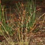 Juncus tenageia Habitus