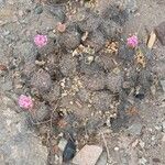 Tephrocactus alexanderi Hábito