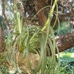 Tillandsia utriculata موطن