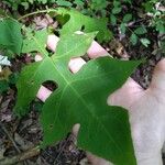 Polymnia canadensis Leaf