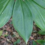 Tapeinochilos ananassae Leaf