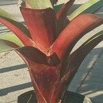 Vriesea heliconioides Flower