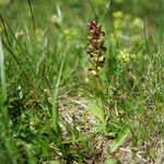 Dactylorhiza viridisKvet