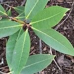Osmanthus decorus Blatt
