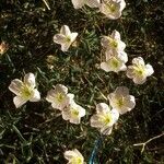 Oenothera albicaulis Yeri