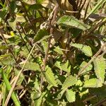 Chromolaena hirsuta Blatt