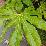 Fatsia japonicaഇല