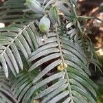 Cephalotaxus fortunei Övriga