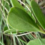 Vaccinium uliginosum Leaf