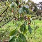Malus rockii Fruit