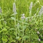 Stachys germanica आदत