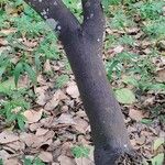 Psychotria capensis Bark