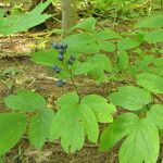 Caulophyllum thalictroides Blatt