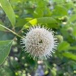 Cephalanthus occidentalisЦвят