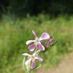 Silene gallica Blomma